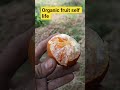 ऑर्गेनिक फलों की ताकत।