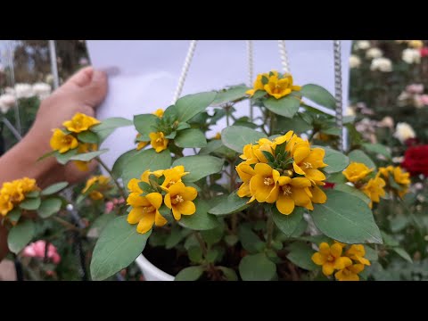 Video: Lisimachia Amante Dell'umidità