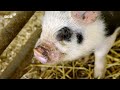 This Unlikely Animal Friendship Will Melt Your Heart ❤️ | Secret Life of Farm Animals | BBC Earth