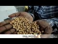 gravity separator process with chickpeas