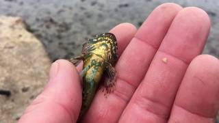 Golden Belly , Scorpion Fish screenshot 5