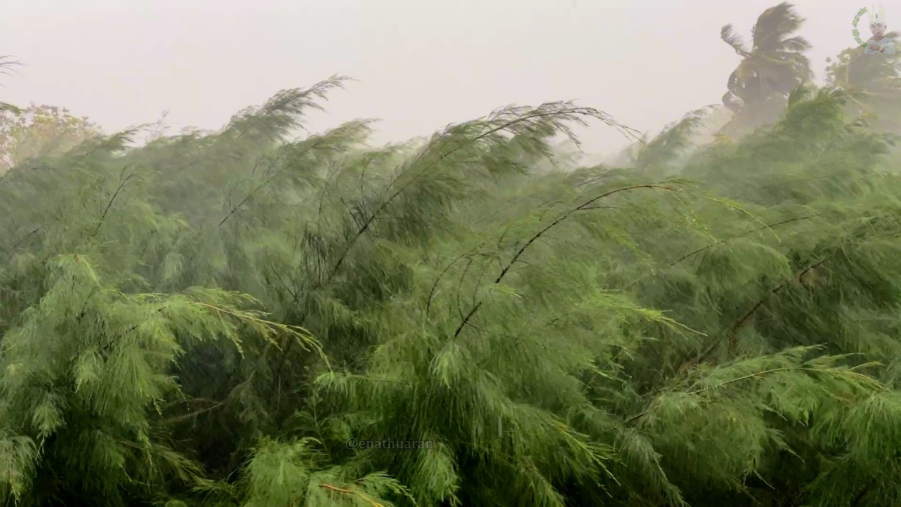 காற்றில் சுழன்ற சவுக்கு! #heavyrain #cyclone #Ditwah