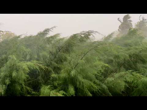 காற்றில் சுழன்ற சவுக்கு! #heavyrain #cyclone #Ditwah