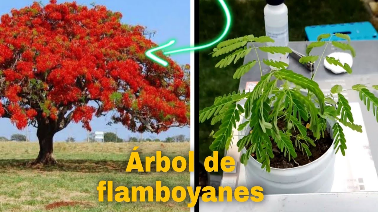cómo germinar semillas de flamboyanes
