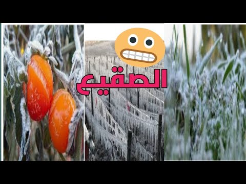 فيديو: ما هو لوح الصقيع؟