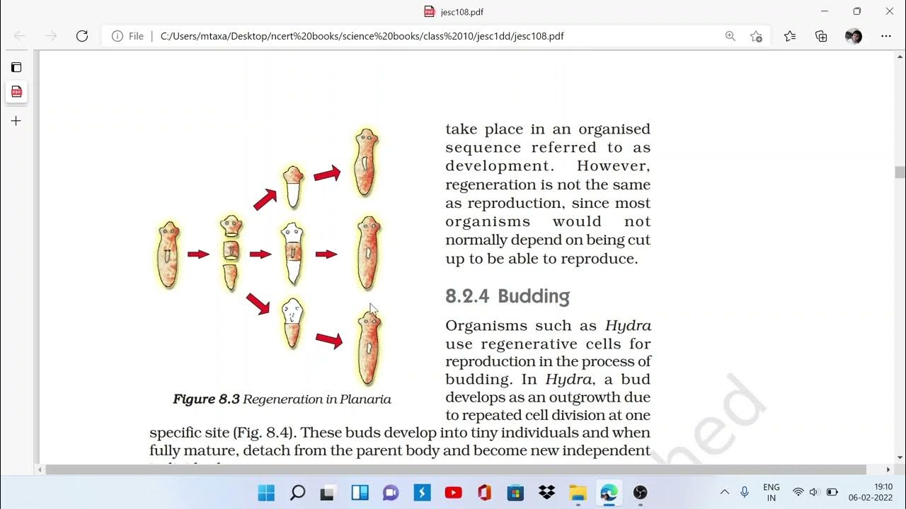 Regeneration, MODES OF REPRODUCTION, HOW DO ORGANISMS REPRODUCE ? CLASS