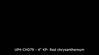 UP4 CH079