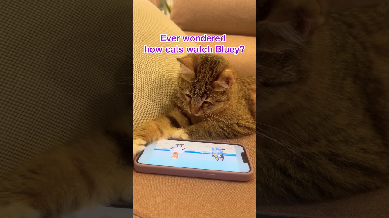 Маленький кот смотрит Bluey✨