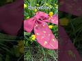 Hand work hair bow design #shorts #trending #yutubeshorts #fashion #love #art #embroidery #flower