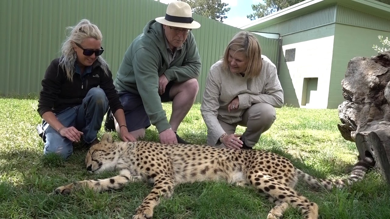 Canberra Zoo Cheetah Encounter