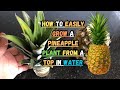 How to Easily Grow a Pineapple Plant from a Top in Water🍍#pineapple #gardeningtips  #howtovideo
