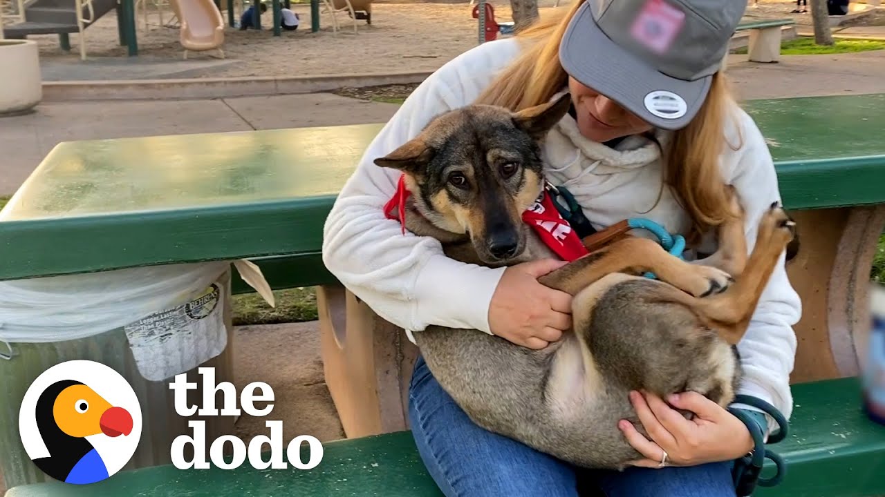 Dog Always Tucked His Tail Between His Legs Until... | The Dodo Adoption Day