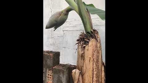 Độc lạ buồng chuối mọc lạ thường trên thân cây