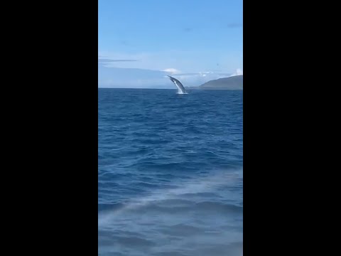 Amazing video shows huge minke whale breaching 20ft out of the water off the coast of Scots island