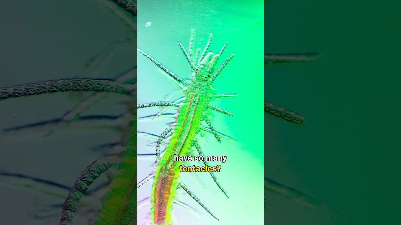 Самая безумная находка в капле OCEAN ROCKPOOL WATER под микроскопом!