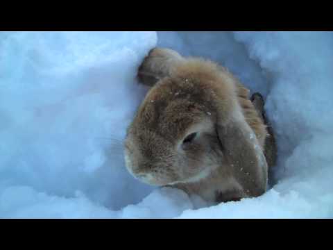 Rabbits playing in the snow!