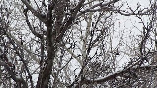 Tree Branches with Falling Snow - Free Winter Stock Footage
