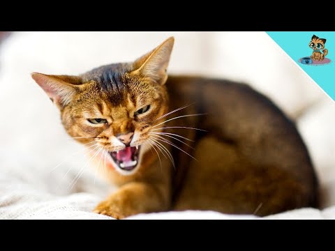 Video: Würde eine Katze ihren Besitzer beschützen?