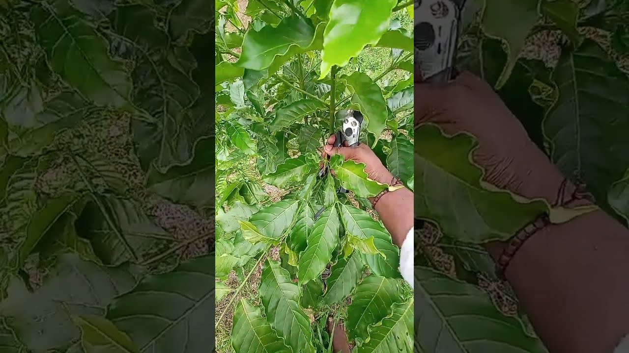Berikut ini Cara Untuk melakukan pemangkasan bentuk pada tanaman kopi agar tidak salah 