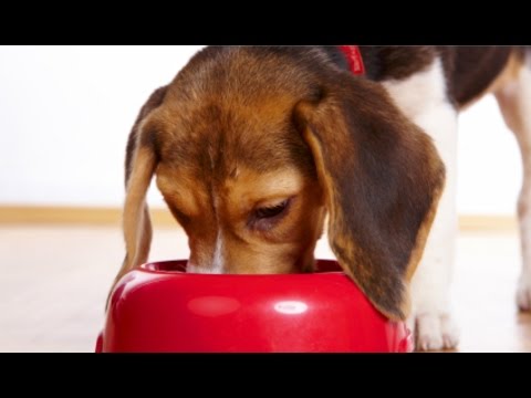 Video: 10 voedingsmiddelen die je hond nooit mag eten