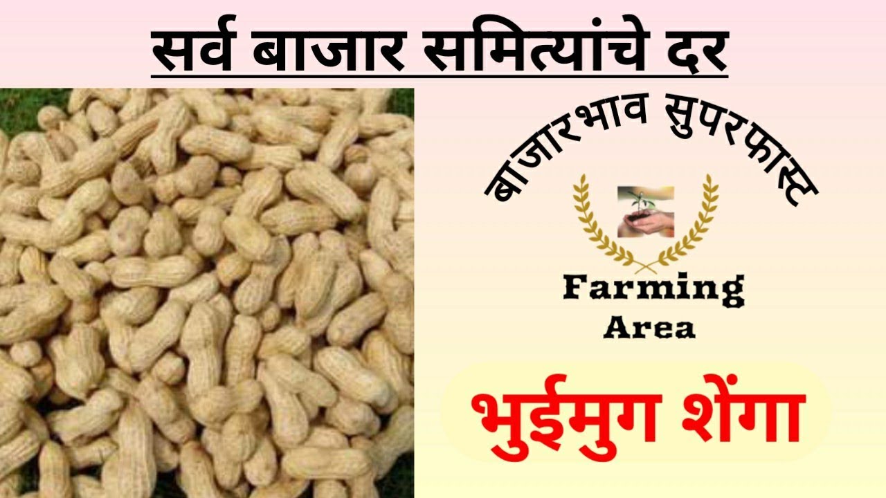 | भुईमुग शेंगा बाजार भाव | Bhuimug Shenga Rates | @FarmingArea | # ...