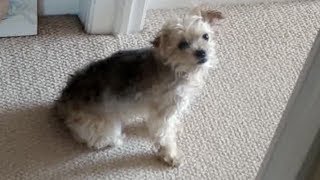 10 Minute Dog Gif