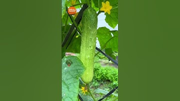 cucumber farming #noalfarmer #agriculture #farming #satisfying #shorts