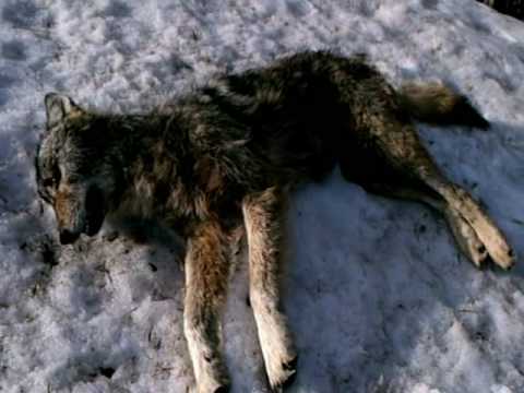 We were on our way to town (New Auburn, Wi.) when my buddy, Vince, says "Hey I think that was a wolf back there in the ditch, turn around and go back!" Sure as shit it was a Wolf, A TIMBERWOLF. We called the DNR, they came with excitement, and removed the body. And called us and told us that it was definitely a wolf and it was being transferred to a game biologist.