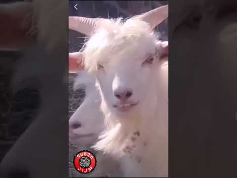 تيس جميل