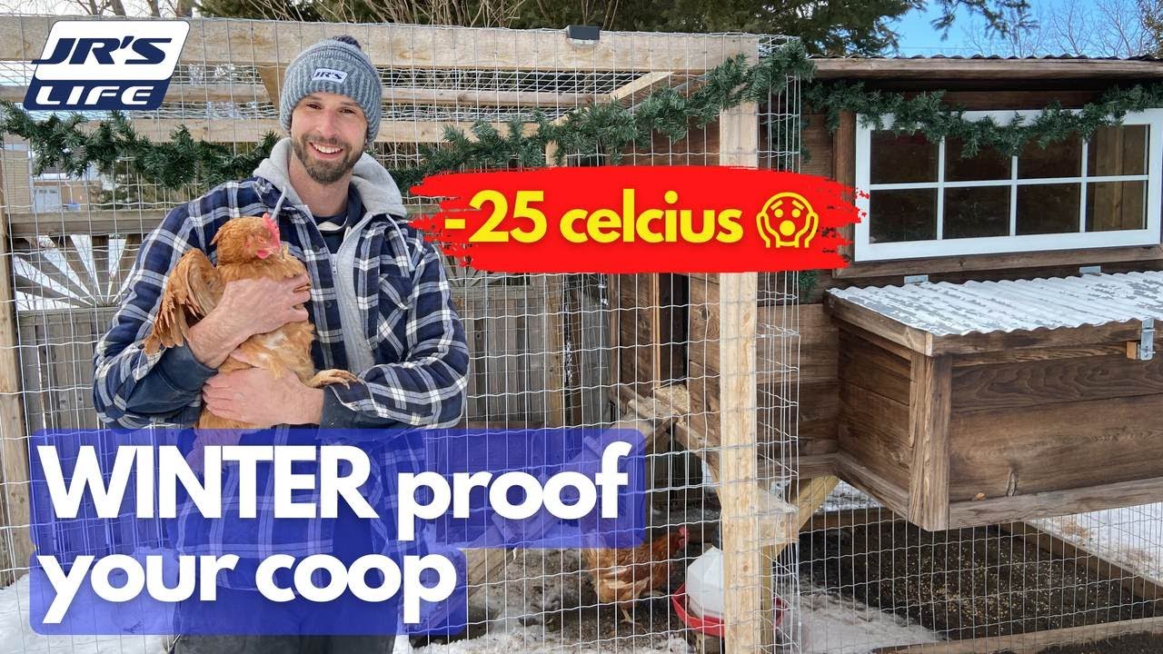 How to Winterize the Chicken Coop: 4 Steps for Success – Backyard