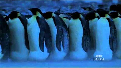 Emperor Penguins in Antarctica - BBC Planet Earth