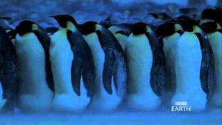 Emperor Penguins In Antarctica - Bbc Planet Earth