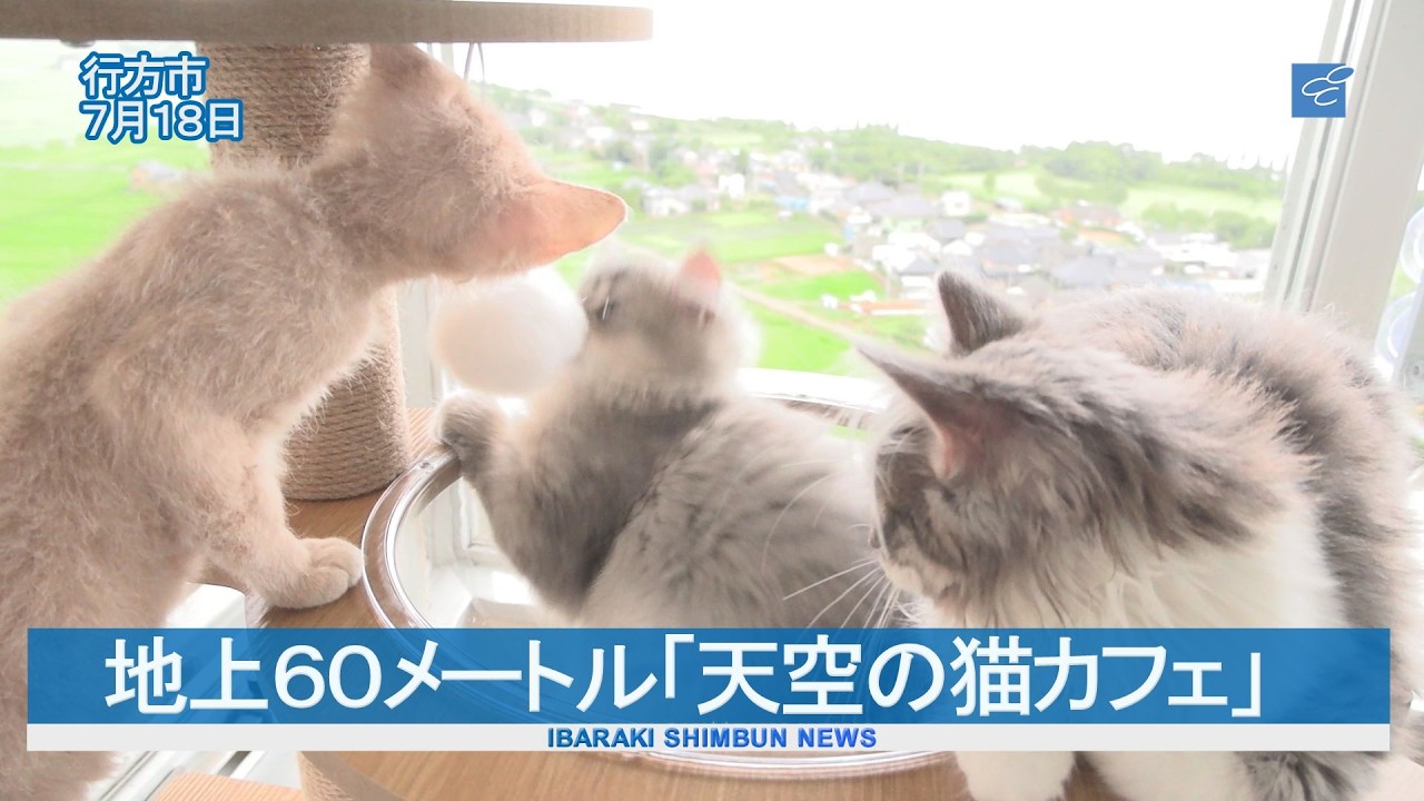 Cat Cafe in the Sky