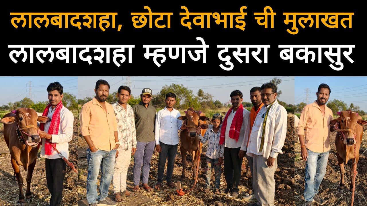 देवाभाई च्या गोठ्यावर मुलाखत | लालबादशहा म्हणजे दुसरा बकासुरच 