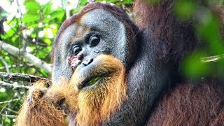 Wild orangutan used medicinal plant to treat wound, scientists say
