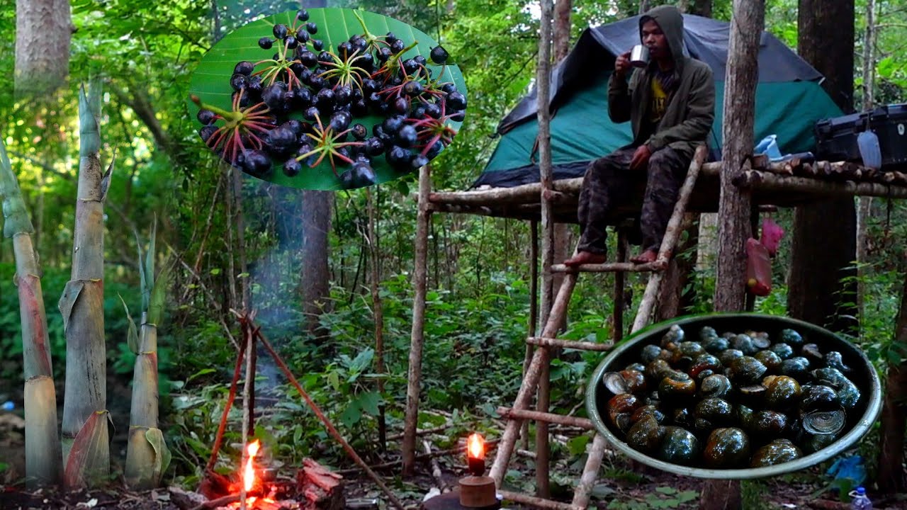 Solo Camping Find food in the forest to survive alone ...