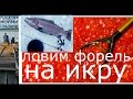 Как ловить форель на красную икру и на кальмара