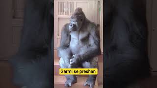 #funny #shortfeed #funnypost #comedy #gagreel #justforlaughs #viralcomedy #memes #fun #funniestvideo
