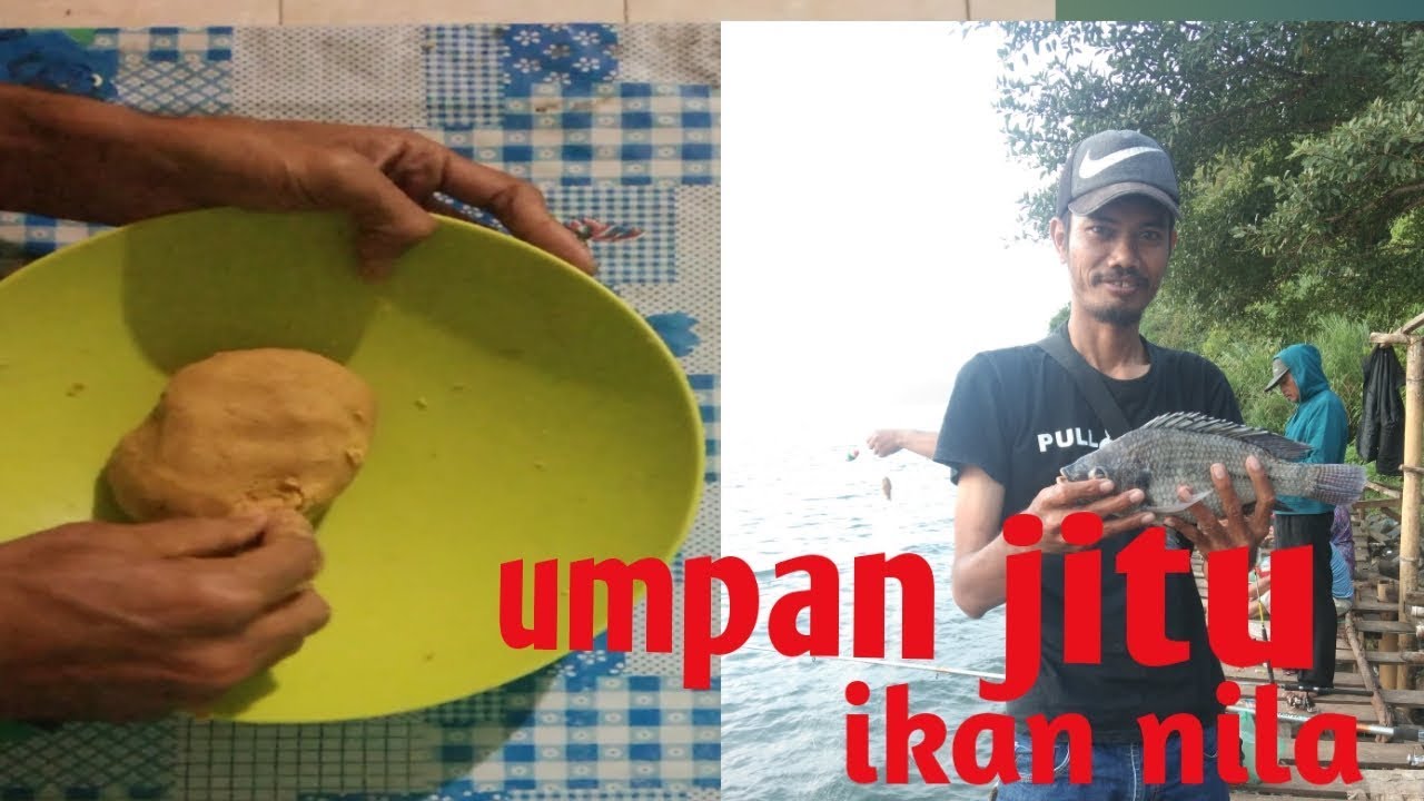 Umpan jitu ikan nila danau toba