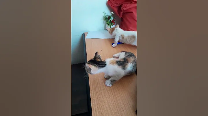 Watch the video about Exotic Cute kittens #exotic #cutekittensmeowing #cat #catfancy #youtubeshorts #cuteanimals #shorts