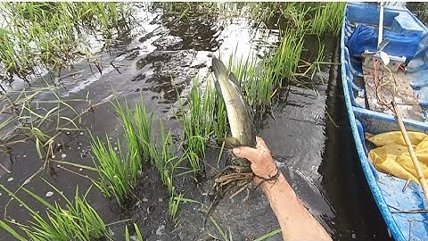 Đi Kích Cá Có Một Chút Xíu Mà Cá Ngon Rất Nhiều @