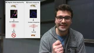 Kenan Kraković - Dopaminergic signalling, sleep deprivation and survival in Drosophila melanogaster