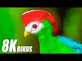 Amazing Birds Special Collection in 8K ULTRA HD HDR 60FPS