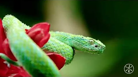 COSTA RICA IN 4K 60fps HDR (ULTRA HD) | Original Music