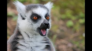 Wild Animals - Lemur Sounds - Animal Sounds