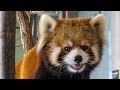 にこにこホクト red panda HOKUTO の動画、YouTube動画。