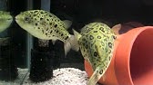淡水で飼えるミドリフグ Youtube
