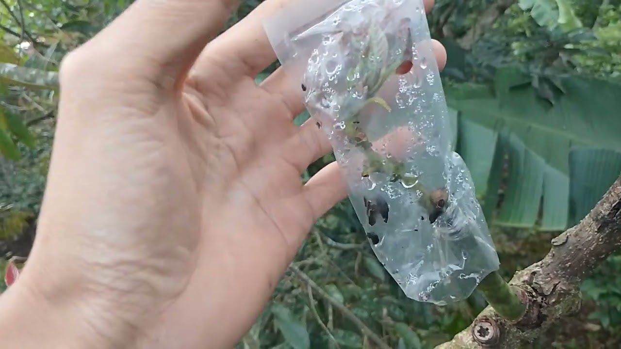 pemaksaan pohon lokal sulit berbuah#Belajar Bertani Pedesaan# alpukat pluang