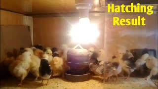 Egg Incubator For chicken eggs | Egg Hatching Result 2020 | how to make incubator at home