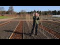 Gardening tips for growing sweet peas